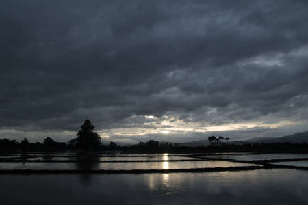Evening time on the rice field.