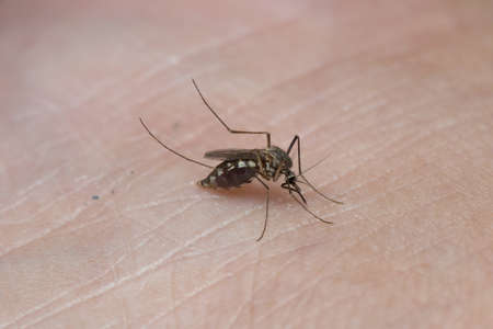 Mosquito sucking blood on human skin.