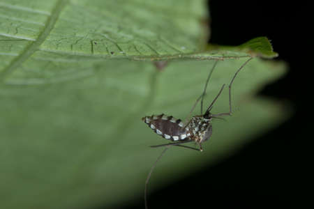 Mosquito under the green leaf.