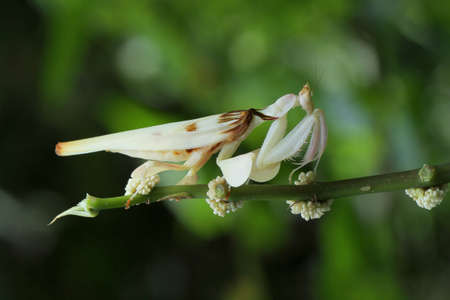 Orchid Mantis in Asia.の写真素材
