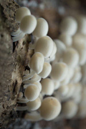 Mushroom in Southeast Asia.の写真素材