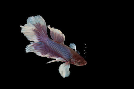 Siam Fighting Fish on black background.
