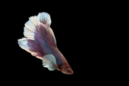 Siam Fighting Fish on black background.