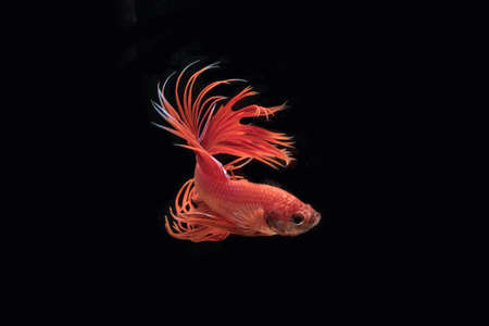 Siam Fighting Fish on black background.
