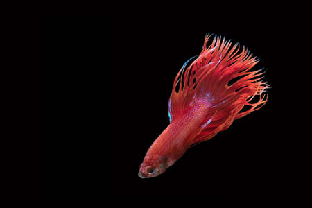 Siam Fighting Fish on black background.の写真素材