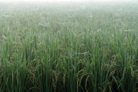 Rice field in the morning.の写真素材
