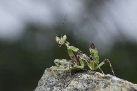 Mantis in Thailand.の写真素材