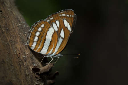 Butterfly in Thailand.の写真素材