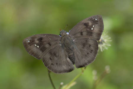 Butterfly in Thailand.の写真素材