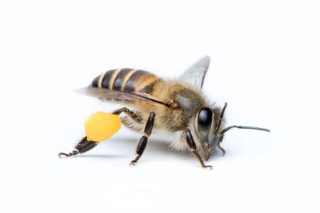 Honey Bee in White Background.の写真素材