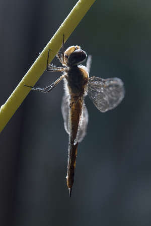 Dragonfly in Thailand.
