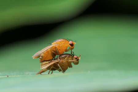 House Fly in Thailand.の写真素材