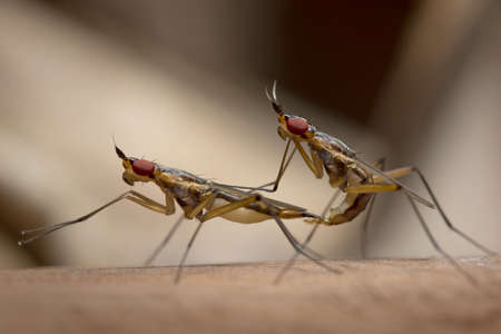 Cactus Fly in Thailand.の写真素材