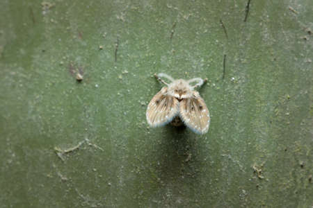 Fruit Fly in Thailand.の写真素材