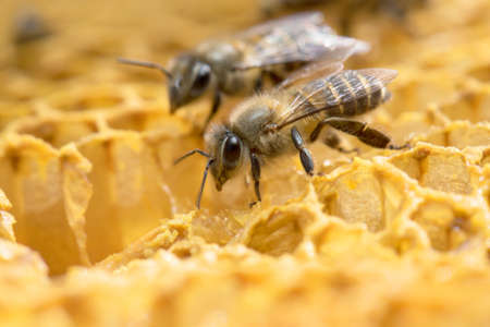 Honey Bee on the hive in Southeast Asia.の写真素材