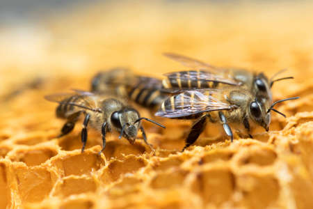 Honey Bee on the hive in Southeast Asia.の写真素材