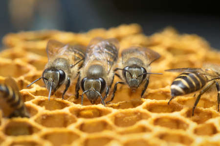 Honey Bee on the hive in Southeast Asia.