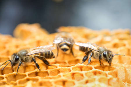 Honey Bee on the hive in Southeast Asia.