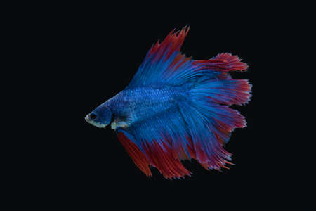 Siam Fighting Fish on black background.
