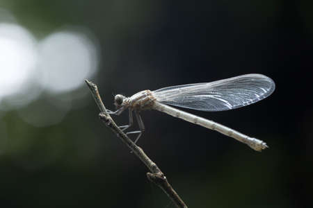 Dragonfly in Thailand and Southeast Asia.の写真素材