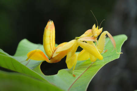 Yellow Orchid Preying Mantis in Thailand.の写真素材