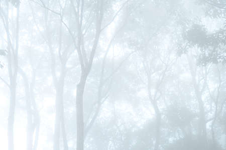 Trees in foggy for background.の写真素材