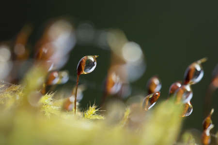 Water Dews on beautiful Moss in the Rainforest.の写真素材