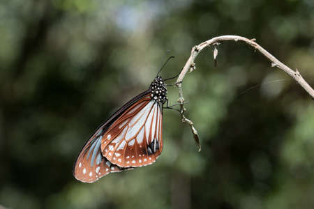 Butterfly in Thailand and Southeast Asia.の写真素材