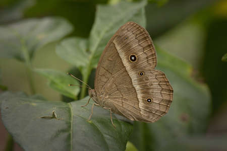 Butterflys in Thailand and Southeast Asia.の写真素材