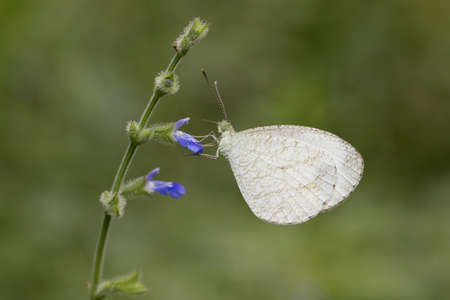 Butterflys in Thailand and Southeast Asia.の写真素材