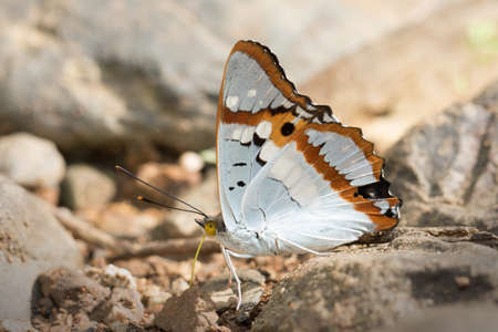 Butterflys in Thailand and Southeast Asia.の写真素材