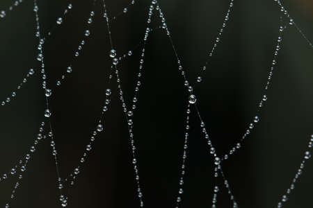 Droplets on web spider in the morning.の写真素材