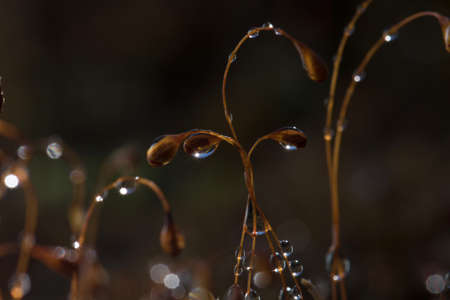 Water Dews on beautiful plants in the Rainforest.の写真素材