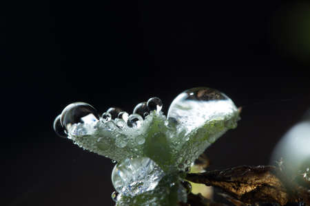 Water Dews on beautiful plants in the Rainforest.
