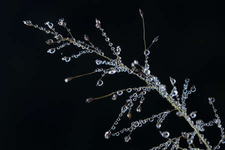 Water Dews on beautiful plants in the Rainforest.の写真素材