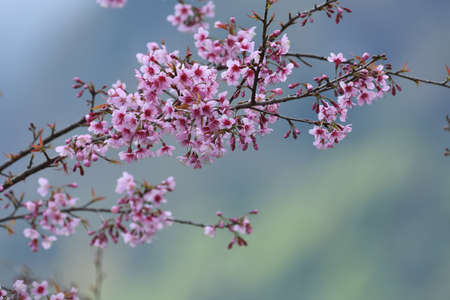 Pink Sakura Flower for Background.の写真素材
