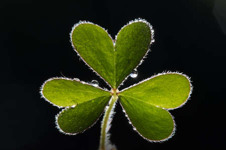 Green heart for Background.
