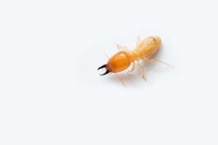 Termite and Termite mound on white background in Thailand and Southeast Asia.