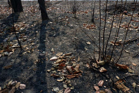 After wildfire in the forest.の写真素材