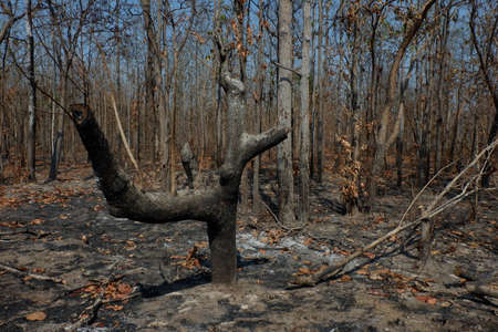 After wildfire in the forest.の写真素材