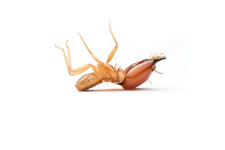 Termite and Termite mound on white background in Thailand and Southeast Asia.の写真素材