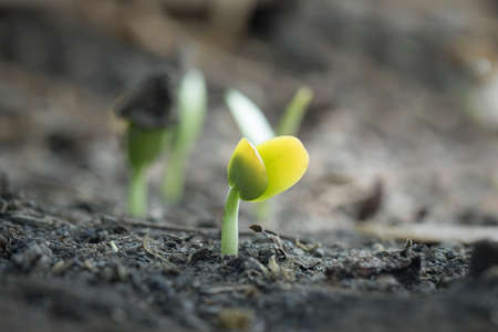 Plant growth from seed tree in nature background.の写真素材
