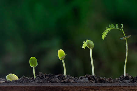 Plant growth from seed tree in nature background.の写真素材