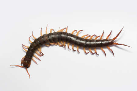 The Giant red Centipede dangerous in the Garden.の写真素材