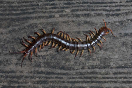 The Giant red Centipede dangerous in the Garden.の写真素材