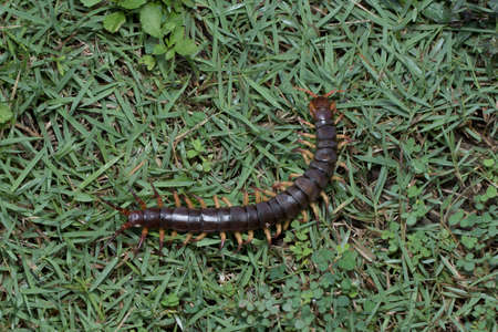 The Giant red Centipede dangerous animal in the garden and nature background.