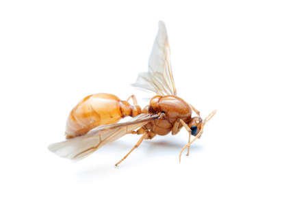 Subterranean ants , Flying ants on white background.の写真素材