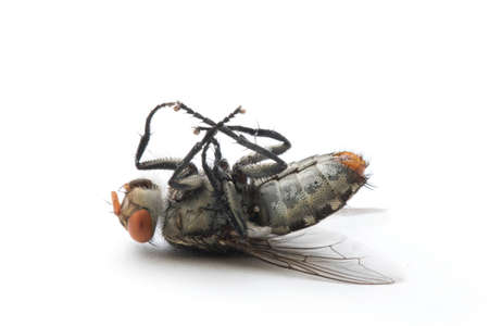 The Housefly on White background in Thailand and Southeast Asia.の写真素材