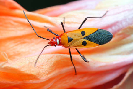 Shield bug in Thailand and Southeast Asia.の写真素材