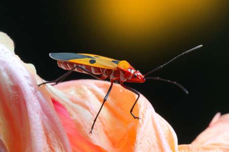 Shield bug in Thailand and Southeast Asia.の写真素材
